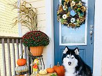 2020-10-October-Chloe-Thanksgiving