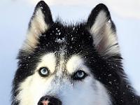 2020-11-November-Chloe